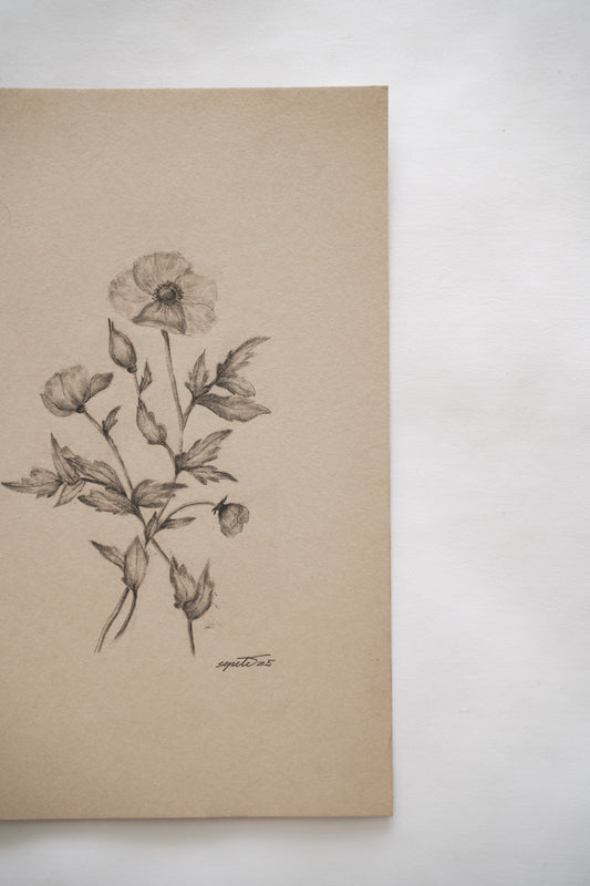 Botanical drawing