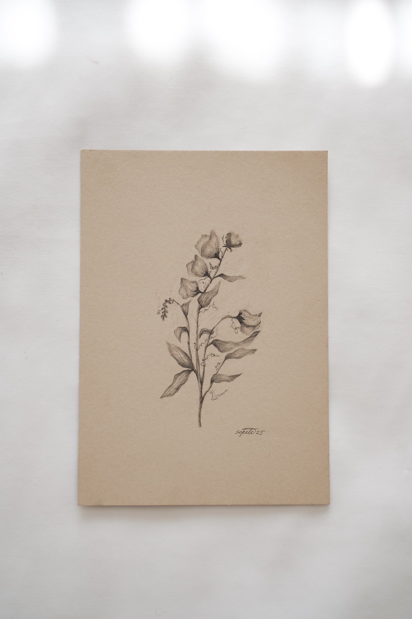 Botanical drawing