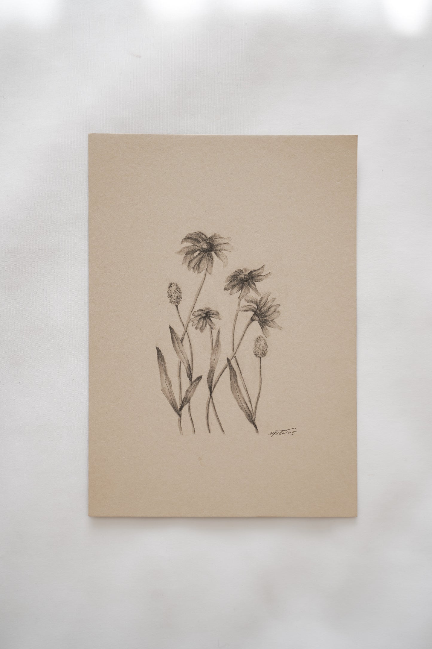 Botanical drawing