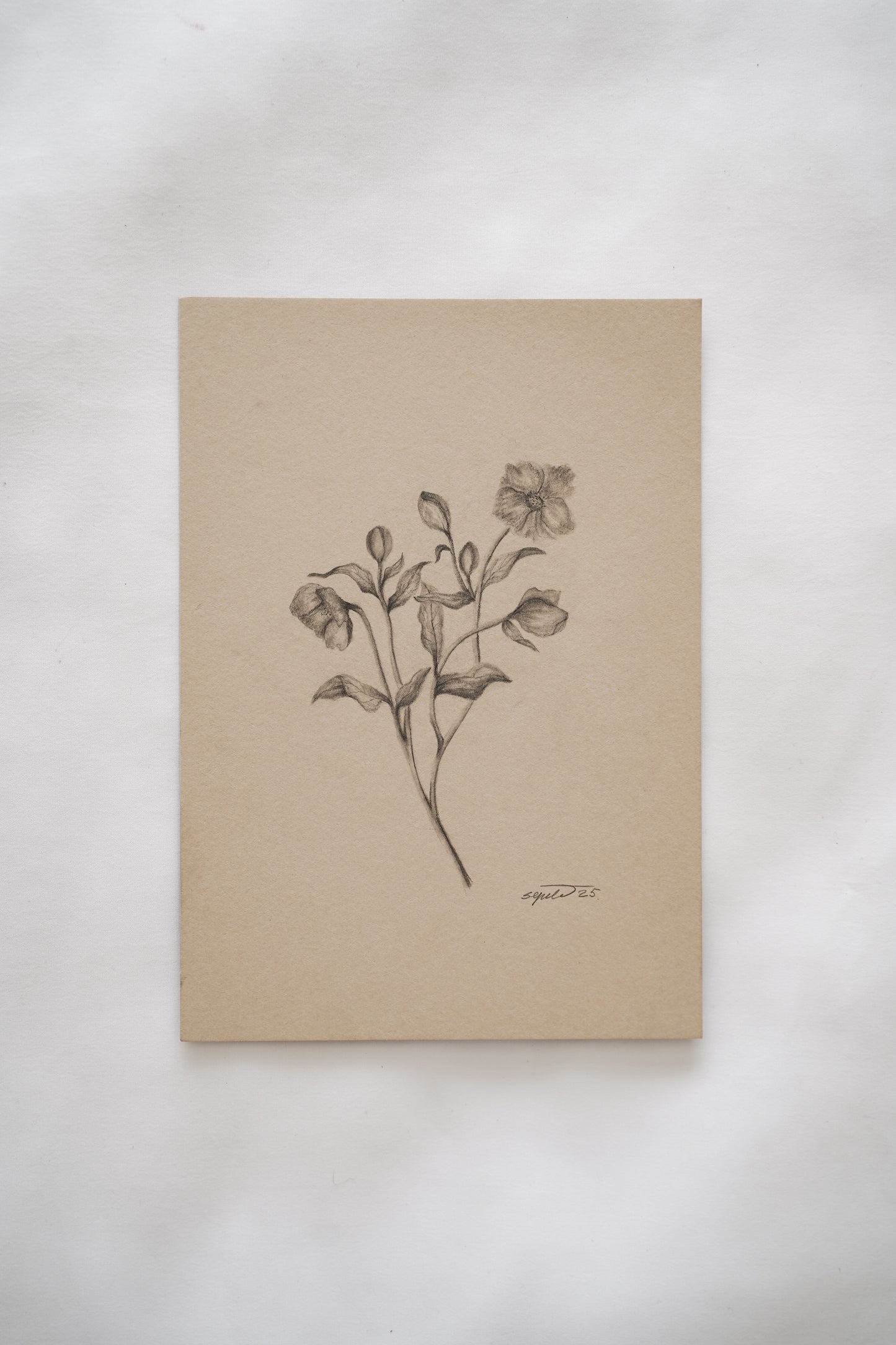 Botanical drawing