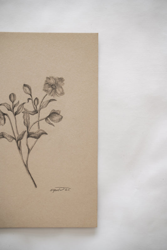 Botanical drawing