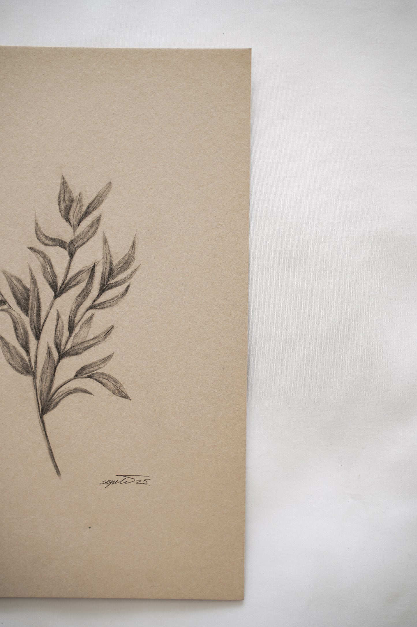 Botanical drawing