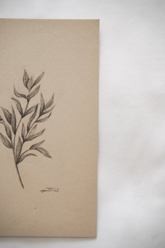 Botanical drawing