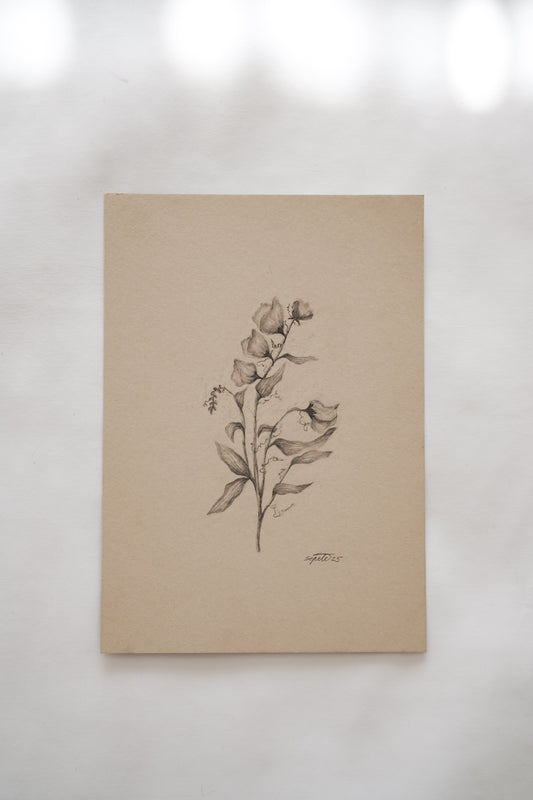 Botanical drawing