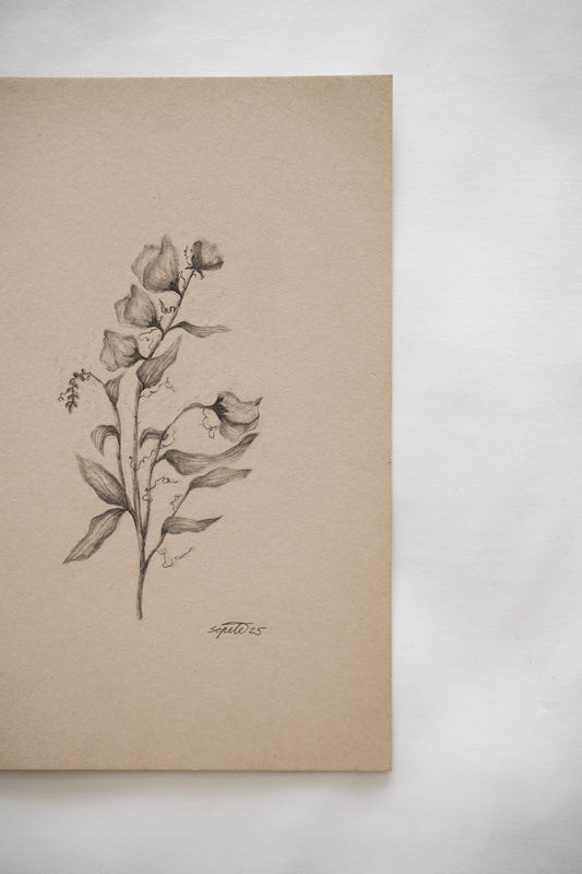 Botanical drawing