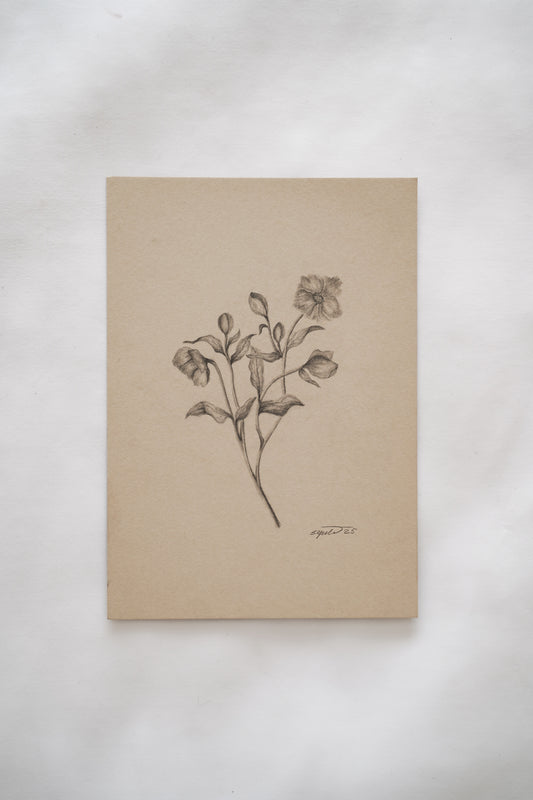 Botanical drawing