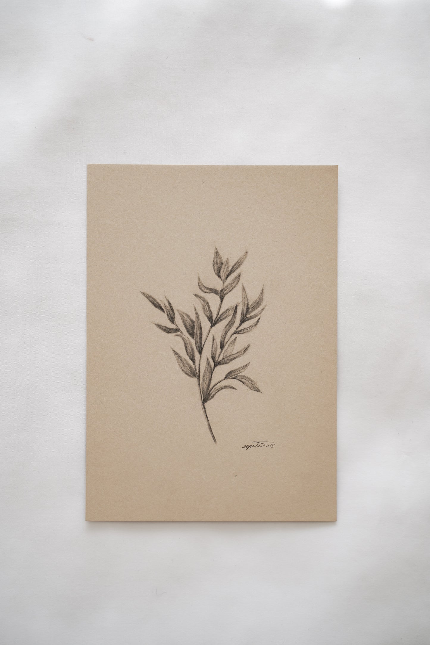Botanical drawing