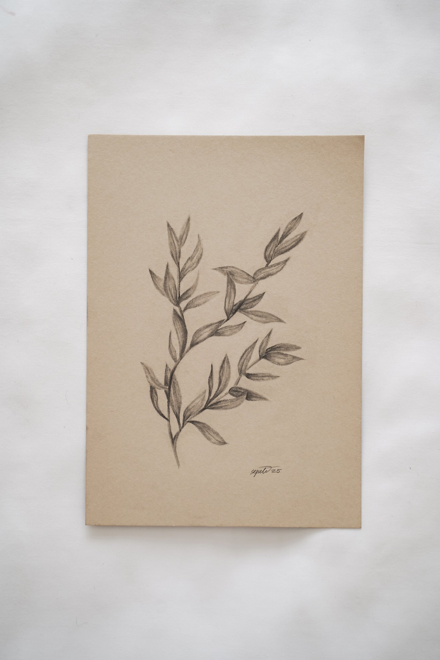 Botanical drawing