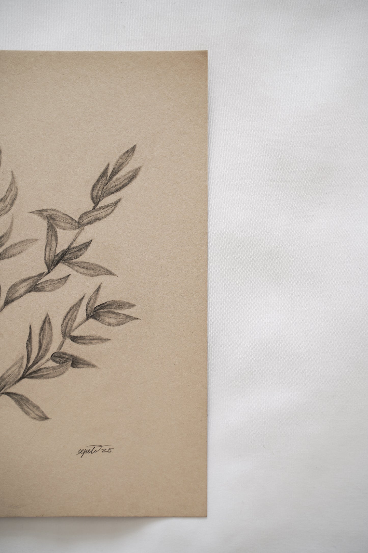 Botanical drawing